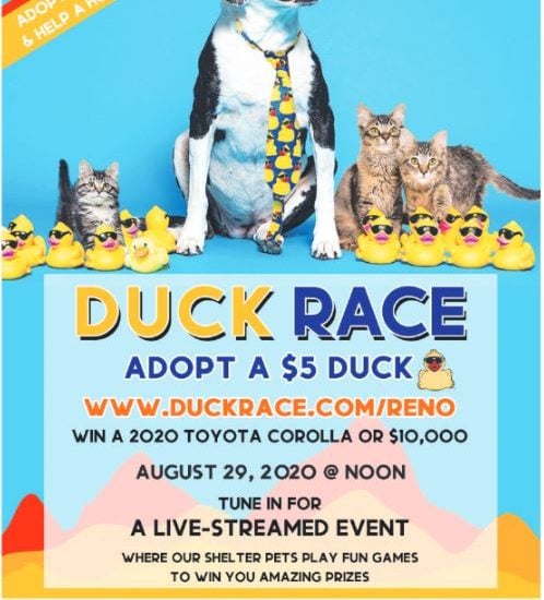 Nevada Humane Society Duck Race Livestream Event - Visit Carson City