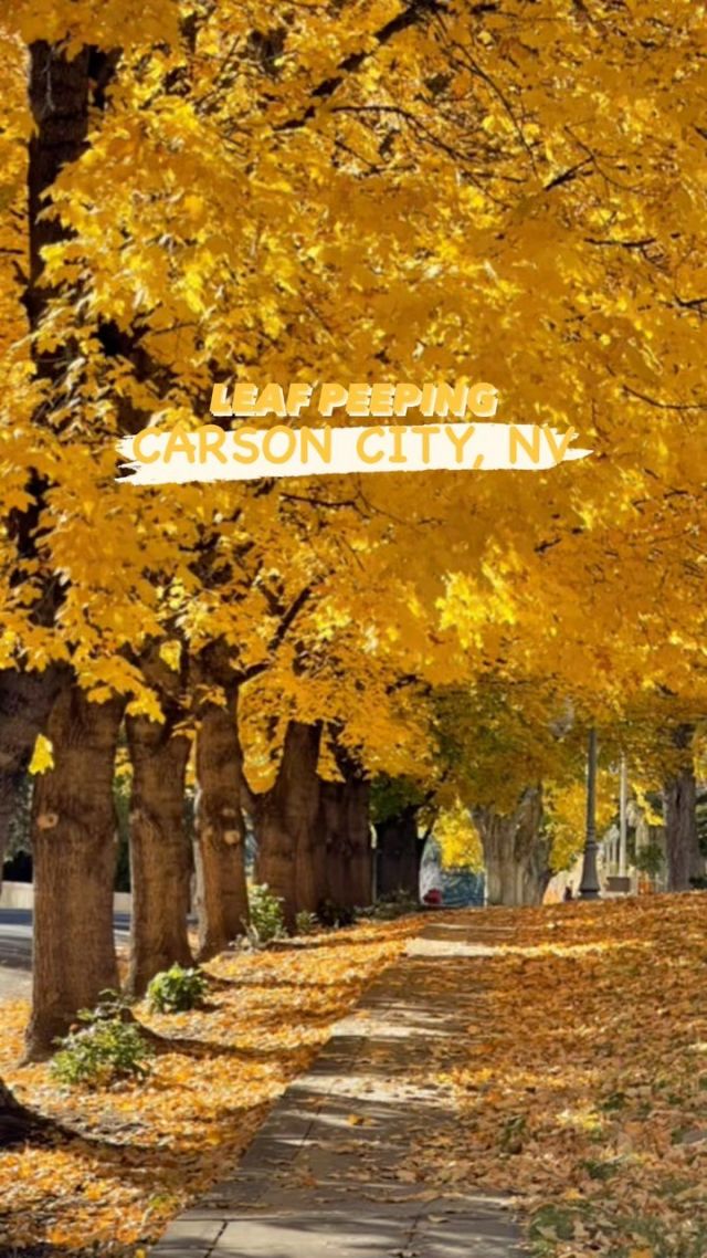These are just SOME of the beautiful places to leaf peep in Carson City. Usually peak colors hit towards the end of October. 🍂🍁 Plan your trip today at visitcarsoncity.com!

#fall #visitcarsoncity #leafphotography #fallcolors #leafpeeping