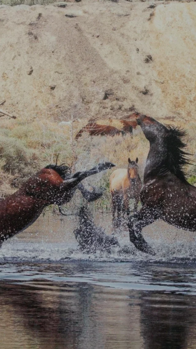 Zacatecas Horse Dancing - Visit Carson City